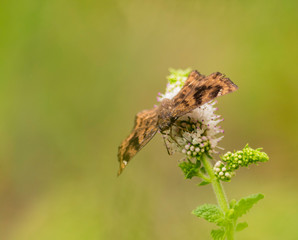 Mariposa Marrón posada en Flor