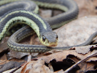 Closeup of a garter snake
