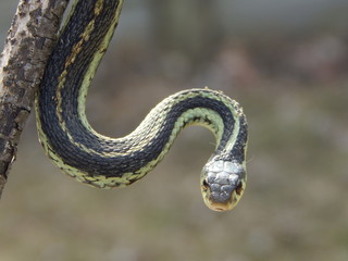Closeup of a garter snake