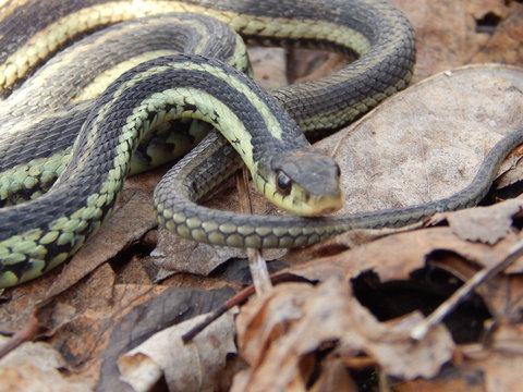 Closeup of a garter snake