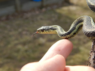 Closeup of a garter snake
