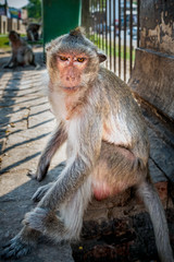 Angry young monkey in door of temple looking camera