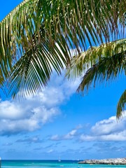 palm tree and blue sky