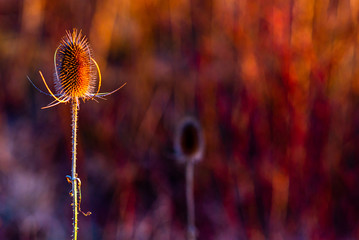 Dry flowers of a burdock on a sunset background. Background