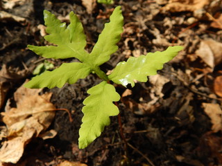Leaf Green Fern