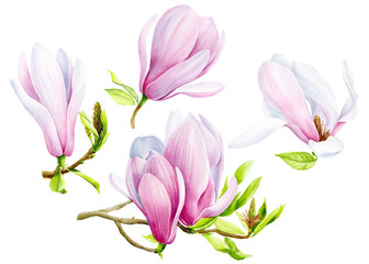 set of magnolia flowers on an isolated transparent background, watercolor illustration, hand drawing, botanical painting, tropical flora © Hanna