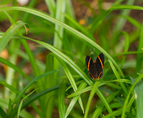Mariposa Negra con Lineas Amarillas posada en Cesped