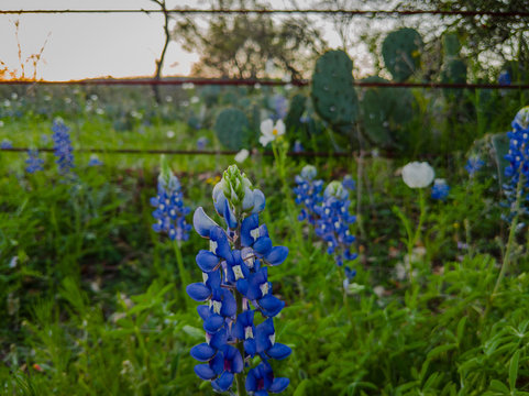 Blue Bonnet blooms in front of a fence with a cactus, Texas wildflowers 
