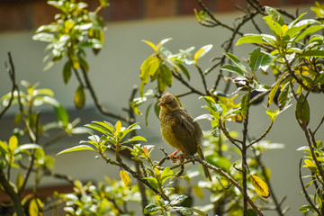 Side view of a bird with yellow plumage resting on a branch