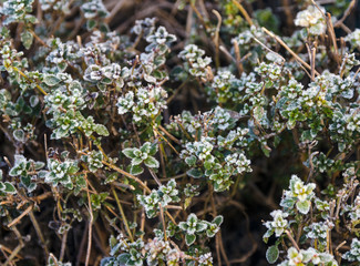 Winter thyme in the frost