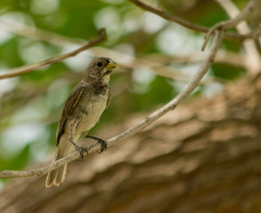 Pájaro pequeño Posado en Árbol  a reguardando del Calor