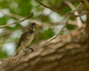 Pájaro pequeño Posado en Árbol  a reguardando del Calor