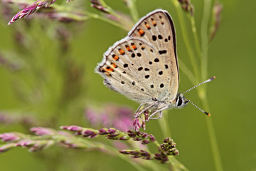 Fototapeta na wymiar sooty copper butterfly; Lycaena tityrus