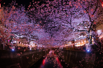 目黒川の満開の夜桜