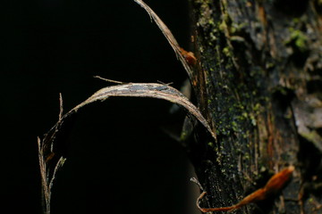 Baum