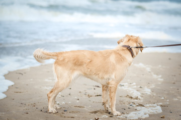 dog on beach