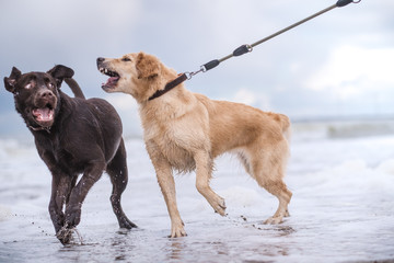 two dogs playing on the beach - Powered by Adobe