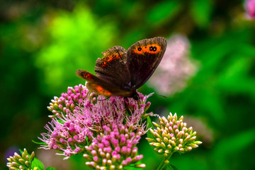 Schmetterling auf Blume