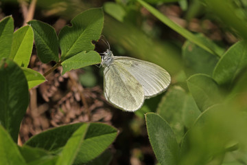 Delicate forest white butterfly; Leptidea sinapis