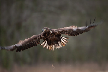 white tailed eagle, haliaeetus albicilla, Europe nature