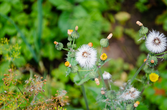 Close up of sow thistle puff ball