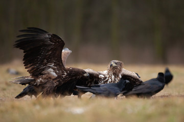 white tailed eagle, haliaeetus albicilla, Europe nature