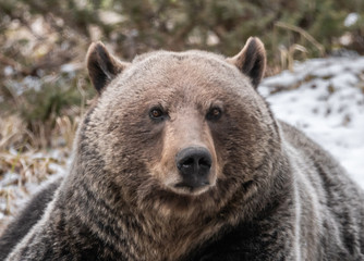 Fototapeta premium Bear