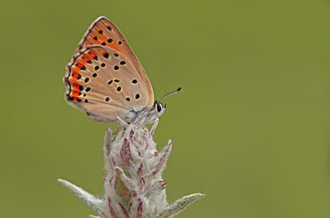 Small fire butterfly ; Lycaena thersamon