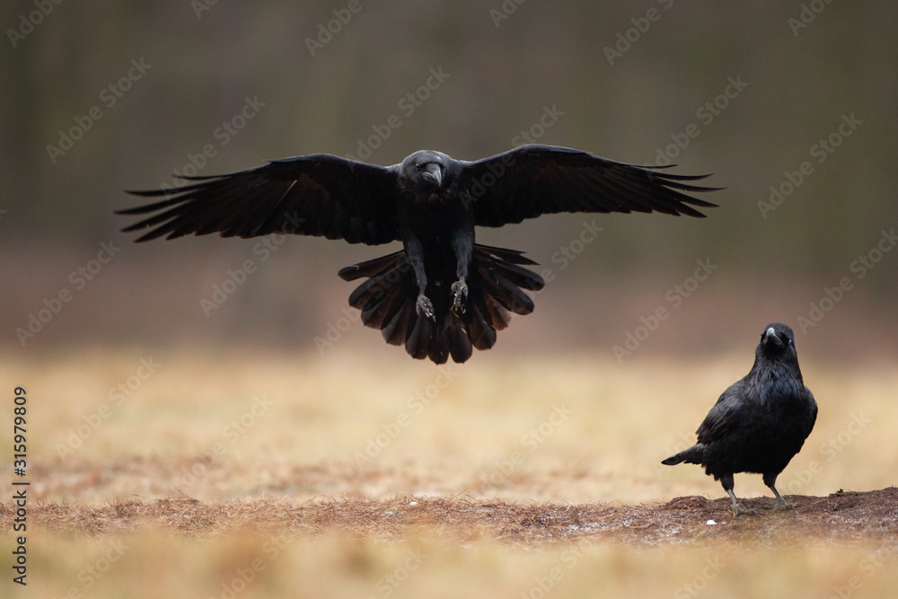 Wall mural common raven, corvus corax, northern raven