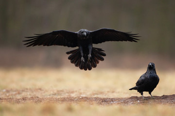 common raven, corvus corax, northern raven - obrazy, fototapety, plakaty