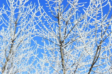 Winter idyllic landscape. Trees covered with snow.
