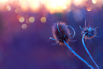 Dry flowers of a burdock on a sunset background. Background