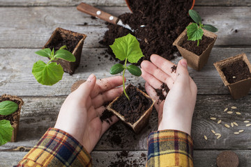 hand and cucumber seedlings on a wooden table