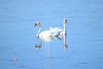 Swans couple on the lake