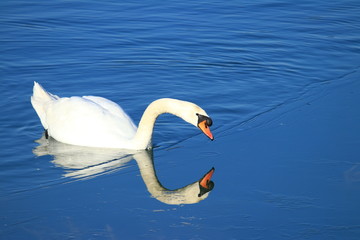 Swan on the lake in winter