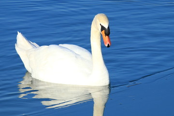 Swan on the lake in winter