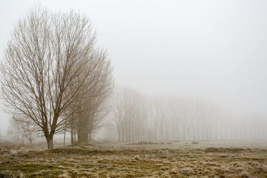 Pradera con escarcha, línea de chopos y niebla en invierno.