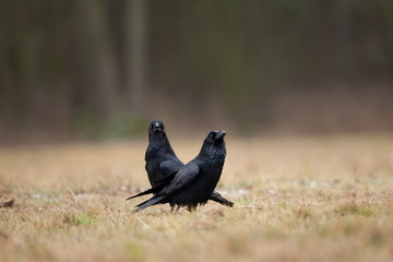 common raven, corvus corax, northern raven