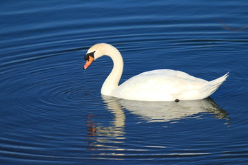 Swan on the lake in winter