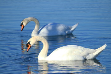Swans couple on the lake