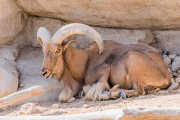 Wild Animal Barbary Sheep with Long Horns