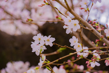 青山霊園の満開の桜
