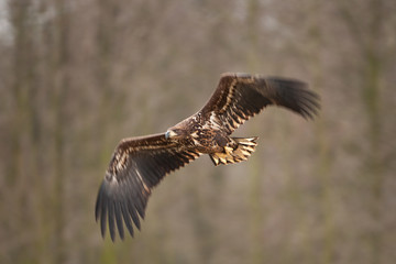 white tailed eagle, haliaeetus albicilla, Europe nature