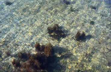 kelp in the sea and shadows