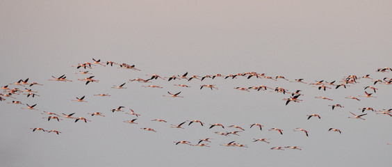 seamless background with birds
