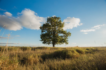 Fototapeta premium Lonely tree in the middle of a field on a sunny day.