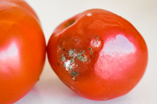 Red rotten tomato with mold, on white background