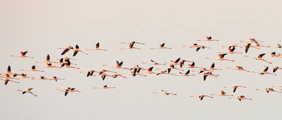 flock of flamingos