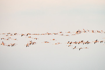 flock of birds flying in the blue sky