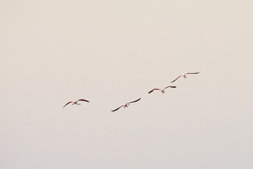 flock of birds on background of blue sky